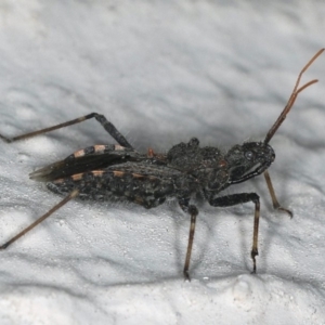 Coranus sp. (genus) at Ainslie, ACT - 24 Oct 2019 06:05 PM