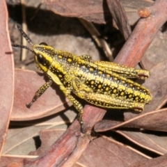 Monistria concinna (Southern Pyrgomorph) at Cotter River, ACT - 23 Nov 2019 by SWishart