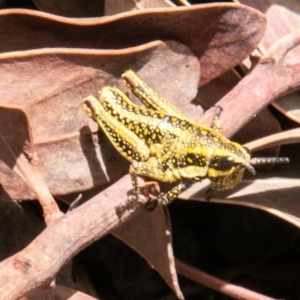 Monistria concinna at Cotter River, ACT - 23 Nov 2019