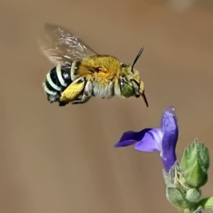 Amegilla sp. (genus) at Page, ACT - 27 Nov 2019 11:58 AM