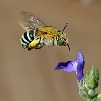 Amegilla sp. (genus) (Blue Banded Bee) at Page, ACT - 27 Nov 2019 by dimageau