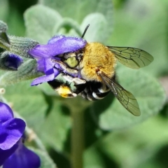 Amegilla sp. (genus) at Page, ACT - 27 Nov 2019 11:58 AM