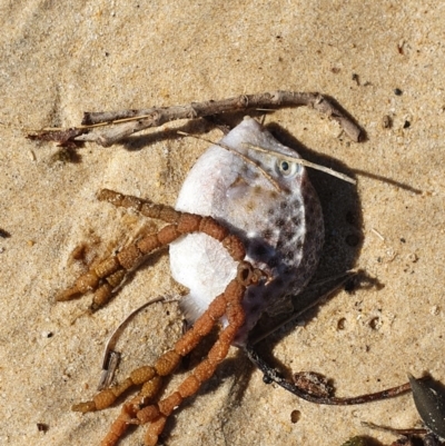 Unidentified Fish at Wallaga Lake, NSW - 26 Nov 2019 by Volplana