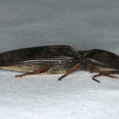 Monocrepidius (genus) (Click beetle) at Ainslie, ACT - 24 Oct 2019 by jb2602