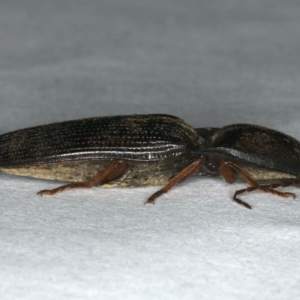 Monocrepidus sp. (genus) at Ainslie, ACT - 24 Oct 2019