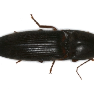 Monocrepidus sp. (genus) at Ainslie, ACT - 24 Oct 2019