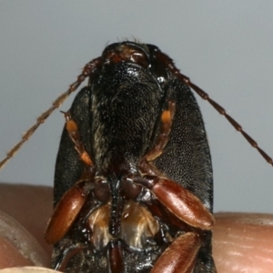 Monocrepidus sp. (genus) at Ainslie, ACT - 24 Oct 2019