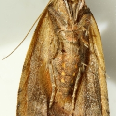 Tortricopsis euryphanella (A Concealer moth (Wingia group)) at Kambah, ACT - 28 Nov 2019 by Marthijn