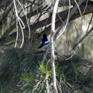 Lalage tricolor at Fyshwick, ACT - 27 Nov 2019 12:50 PM