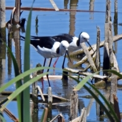 Himantopus leucocephalus (Pied Stilt) at Fyshwick, ACT - 27 Nov 2019 by RodDeb
