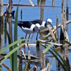 Himantopus leucocephalus at Fyshwick, ACT - 27 Nov 2019