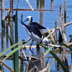 Himantopus leucocephalus at Fyshwick, ACT - 27 Nov 2019