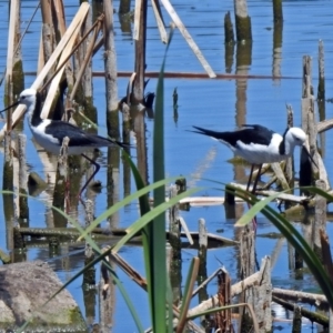 Himantopus leucocephalus at Fyshwick, ACT - 27 Nov 2019