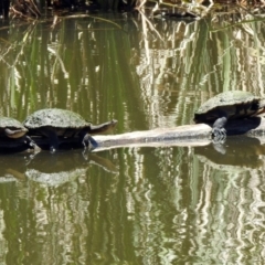 Chelodina longicollis (Eastern Long-necked Turtle) at Jerrabomberra Wetlands - 27 Nov 2019 by RodDeb