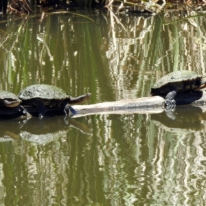 Chelodina longicollis at Fyshwick, ACT - 27 Nov 2019