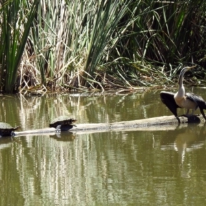 Chelodina longicollis at Fyshwick, ACT - 27 Nov 2019