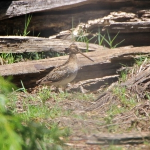 Gallinago hardwickii at Fyshwick, ACT - 27 Nov 2019