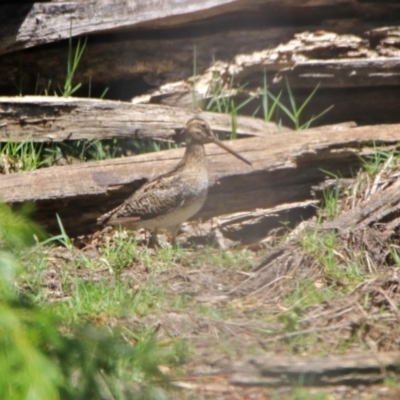 Gallinago hardwickii (Latham's Snipe) at Jerrabomberra Wetlands - 27 Nov 2019 by RodDeb