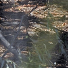 Gallinago hardwickii at Fyshwick, ACT - 27 Nov 2019 12:17 PM