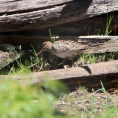 Gallinago hardwickii at Fyshwick, ACT - 27 Nov 2019