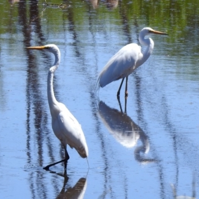 Ardea alba (Great Egret) at Fyshwick, ACT - 27 Nov 2019 by RodDeb