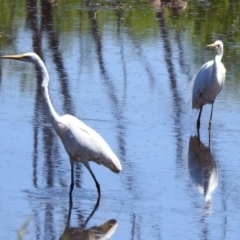 Ardea alba at Fyshwick, ACT - 27 Nov 2019 02:29 PM