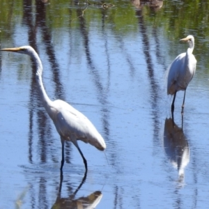 Ardea alba at Fyshwick, ACT - 27 Nov 2019