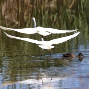 Ardea alba at Fyshwick, ACT - 27 Nov 2019