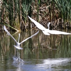 Ardea alba at Fyshwick, ACT - 27 Nov 2019 02:29 PM