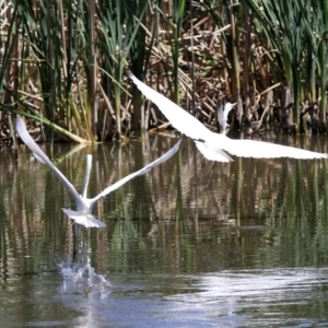 Ardea alba at Fyshwick, ACT - 27 Nov 2019