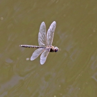 Hemicordulia tau (Tau Emerald) at Fyshwick, ACT - 27 Nov 2019 by RodDeb