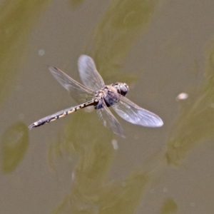 Hemicordulia tau at Fyshwick, ACT - 27 Nov 2019