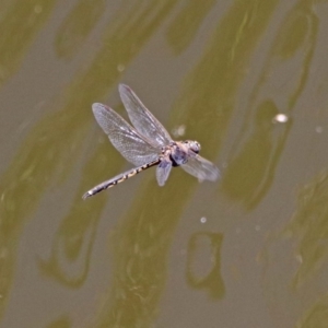 Hemicordulia tau at Fyshwick, ACT - 27 Nov 2019