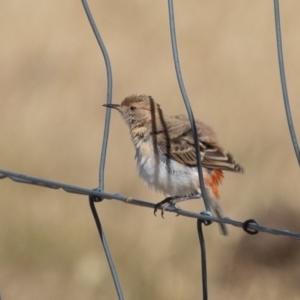 Epthianura tricolor at Holt, ACT - 28 Nov 2019 04:16 PM