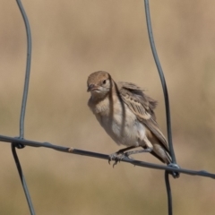 Epthianura tricolor at Holt, ACT - 28 Nov 2019 04:16 PM