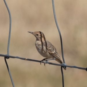 Epthianura tricolor at Holt, ACT - 28 Nov 2019 04:16 PM