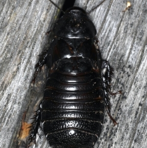 Panesthia australis at Ainslie, ACT - 24 Oct 2019