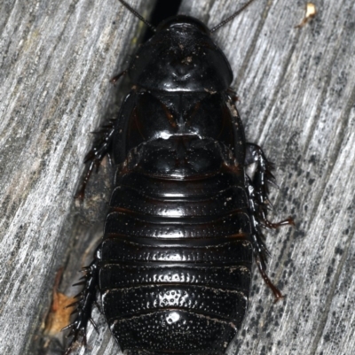 Panesthia australis (Common wood cockroach) at Ainslie, ACT - 24 Oct 2019 by jb2602