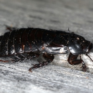 Panesthia australis at Ainslie, ACT - 24 Oct 2019 06:00 PM