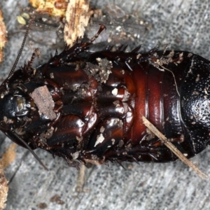 Panesthia australis at Ainslie, ACT - 24 Oct 2019