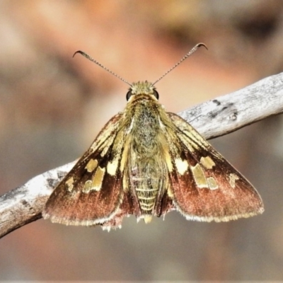 Trapezites phigalioides (Montane Ochre) at Booth, ACT - 27 Nov 2019 by JohnBundock