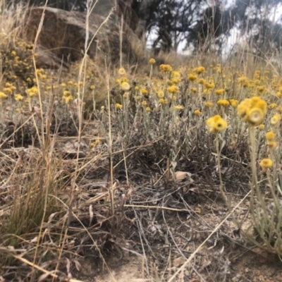 Chrysocephalum apiculatum (Common Everlasting) at Cooleman Ridge - 23 Nov 2019 by Nat