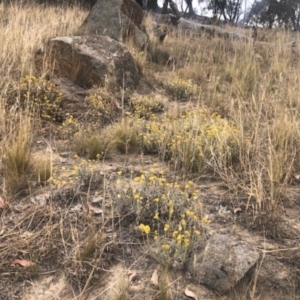 Chrysocephalum apiculatum at Stromlo, ACT - 24 Nov 2019
