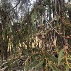Eucalyptus macrorhyncha (Red Stringybark) at Cooleman Ridge - 23 Nov 2019 by Nat
