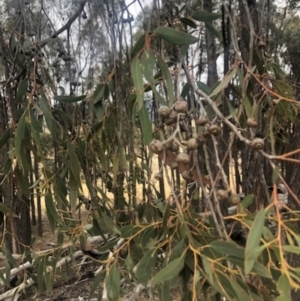 Eucalyptus macrorhyncha at Stromlo, ACT - 24 Nov 2019