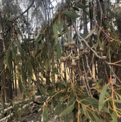 Eucalyptus macrorhyncha (Red Stringybark) at Cooleman Ridge - 23 Nov 2019 by Nat