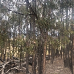 Eucalyptus macrorhyncha at Stromlo, ACT - 24 Nov 2019