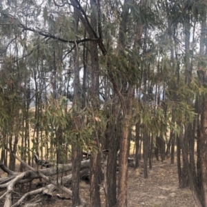 Eucalyptus macrorhyncha at Stromlo, ACT - 24 Nov 2019