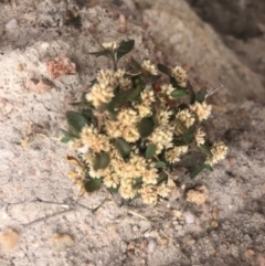 Alternanthera sp. A Flora of NSW (M. Gray 5187) J. Palmer at Stromlo, ACT - 24 Nov 2019 by Nat