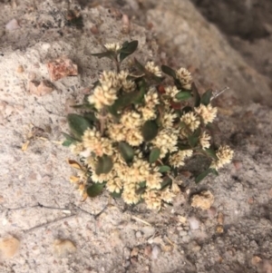 Alternanthera sp. A Flora of NSW (M. Gray 5187) J. Palmer at Stromlo, ACT - 24 Nov 2019 09:12 AM